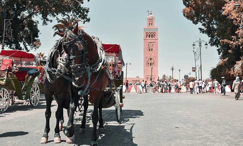 Marrakech Royal Gardens and Carriage Dreams