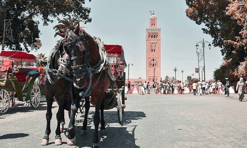 Moroccan Mosaic: An 8-Day Odyssey from Marrakech to Casablanca