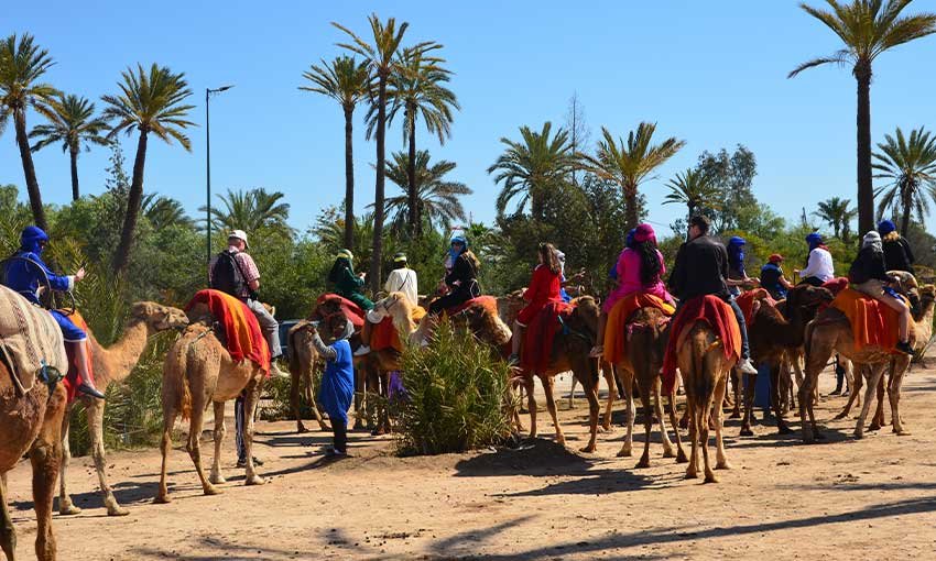 Sunset Camel Ride in Marrakech Palmeraie – Traditional Desert Experience